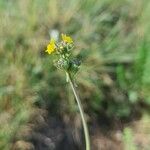 Linaria simplex Blomma