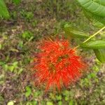 Combretum constrictum 花