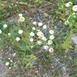 Erigeron strigosus Цвят