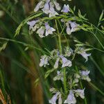 Penstemon canescens 花