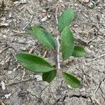 Quercus fusiformis Leaf