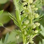 Lepidium didymum 果実