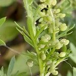 Lepidium didymum Frugt