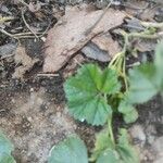 Malva pusilla Leaf