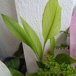 Curcuma longa葉