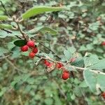 Cotoneaster integerrimus পাতা