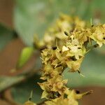 Dialium tessmannii Flor