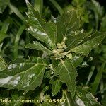 Chenopodiastrum murale Other