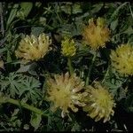 Trifolium fucatum Natur