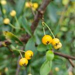 Pyracantha koidzumii Frucht