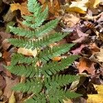 Dryopteris expansa Leaf