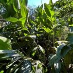 Canna glauca Leaf