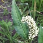 Persicaria lapathifolia Λουλούδι