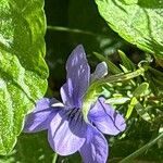 Viola canina Blüte