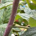 Rubus idaeus Bark