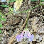 Vicia americana 花