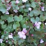 Cymbalaria muralis Flower