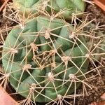 Echinocactus texensis Yaprak