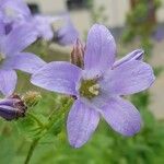 Campanula lactiflora Flower