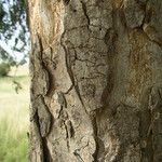 Sclerocarya birrea 树皮