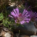 Thymus longiflorus Flower