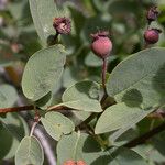 Amelanchier utahensis Fruit