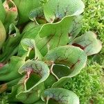 Sarracenia purpurea 葉