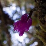 Dendrobium centrosepalum