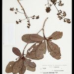 Macairea theresiae Hoja