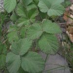 Rubus × collinus Hoja