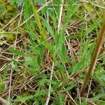 Poa bulbosa Likasa