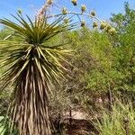 Yucca schidigera Frunză