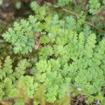 Anemia caffrorum Hoja