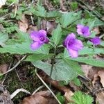 Cardamine glanduligera Flors