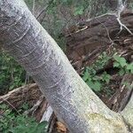 Ficus abutilifolia Habit