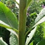 Vernonia fasciculata Ŝelo