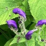 Strobilanthes attenuata Flower