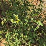 Helinus integrifolius Flor