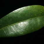 Guapira salicifolia List