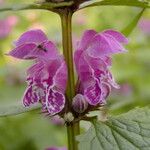 Lamium maculatum Flower