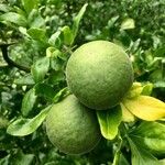 Citrus trifoliata ഫലം