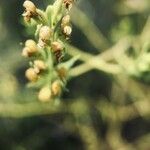 Linaria arenaria Blomma