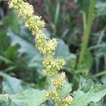 Chenopodium bonus-henricus Otro