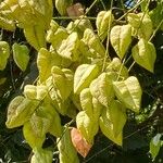 Koelreuteria paniculata Fruchs