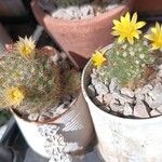 Mammillaria proliferaFlower