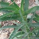 Aloe pluridens Yaprak