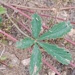 Potentilla reptans Yaprak