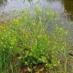 Ranunculus sceleratus Habit