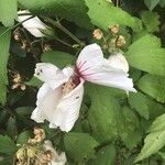 Hibiscus moscheutos Bloem