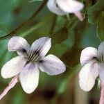 Viola rostrata Flower